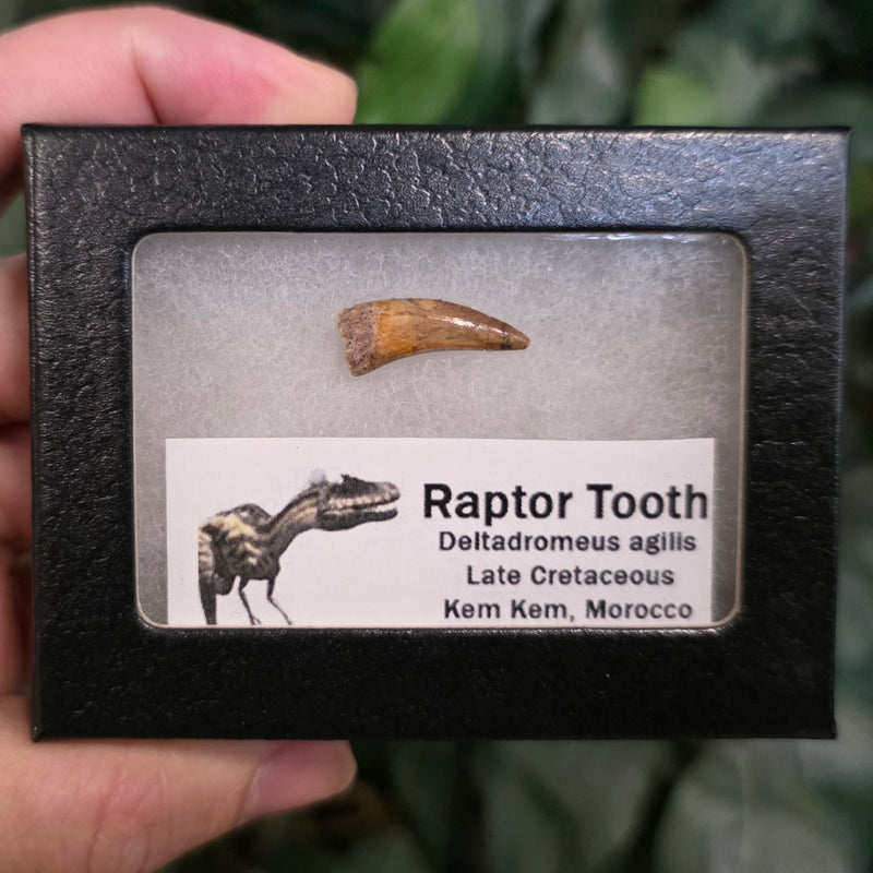 Raptor Dinosaur Tooth A (Morocco)