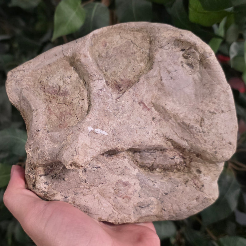Psittacosaurus Dinosaur Skull (Ex-Museum)