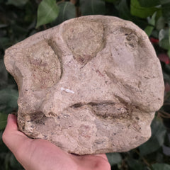 Psittacosaurus Dinosaur Skull (Ex-Museum)