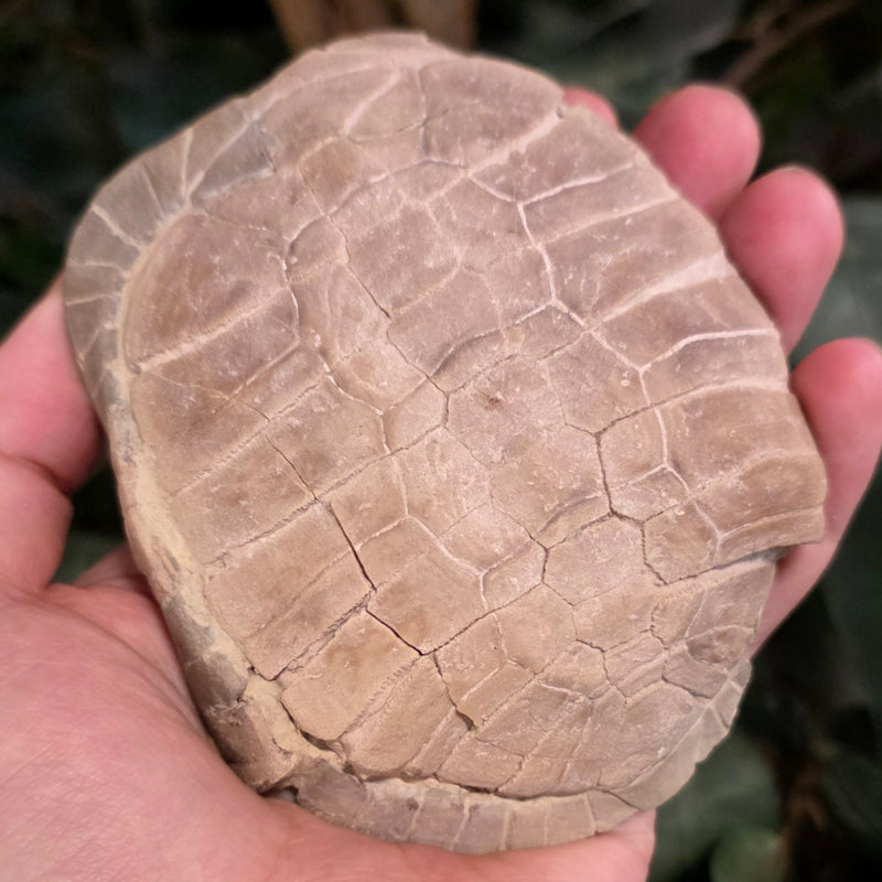 Fossil Stylemys Tortoise (Ex-Museum)