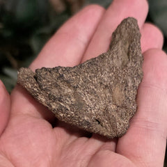 Fossil Turtle Jaw (Ex-Museum)