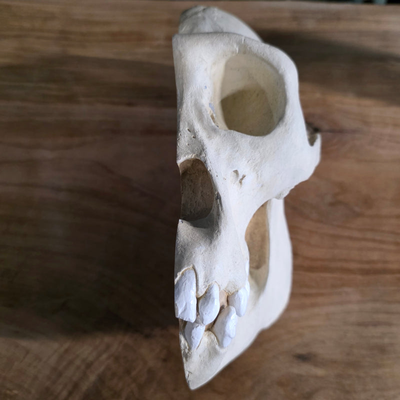 Gorilla Skull, REPLICA (Ex-Museum)