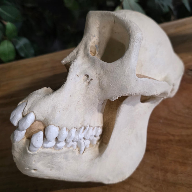Gorilla Skull, REPLICA (Ex-Museum)