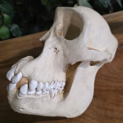 Gorilla Skull, REPLICA (Ex-Museum)