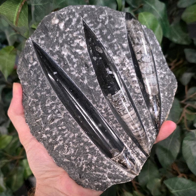 Orthoceras, Fossil Cephalopod (Trio)