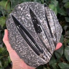 Orthoceras, Fossil Cephalopod (Trio)