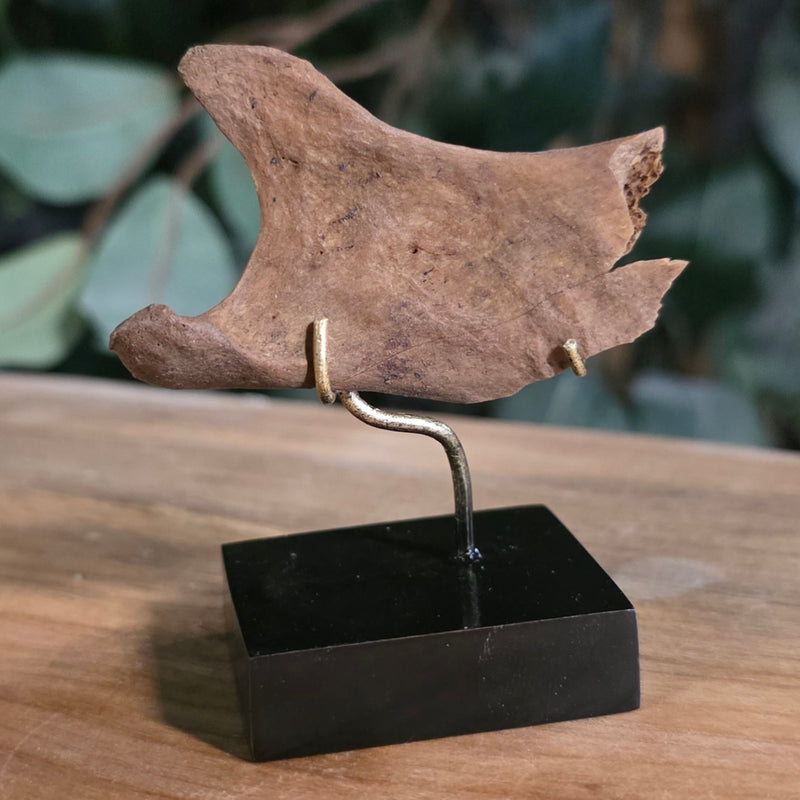 Ancient Egyptian Mummy Skull Segment E