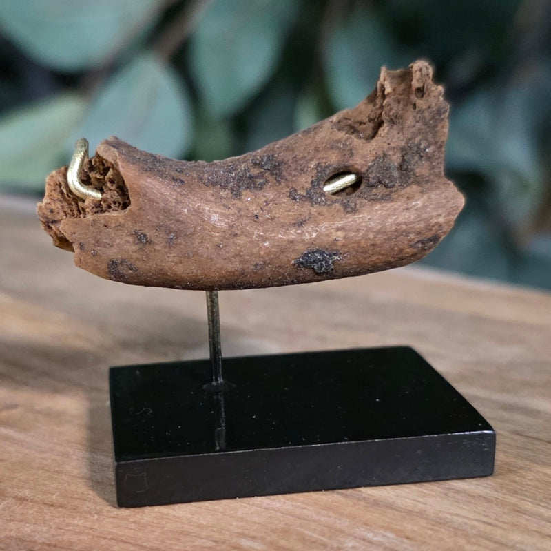 Ancient Egyptian Mummy Skull Segment F