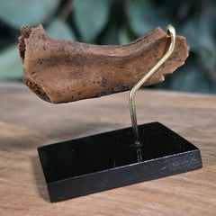 Ancient Egyptian Mummy Skull Segment F