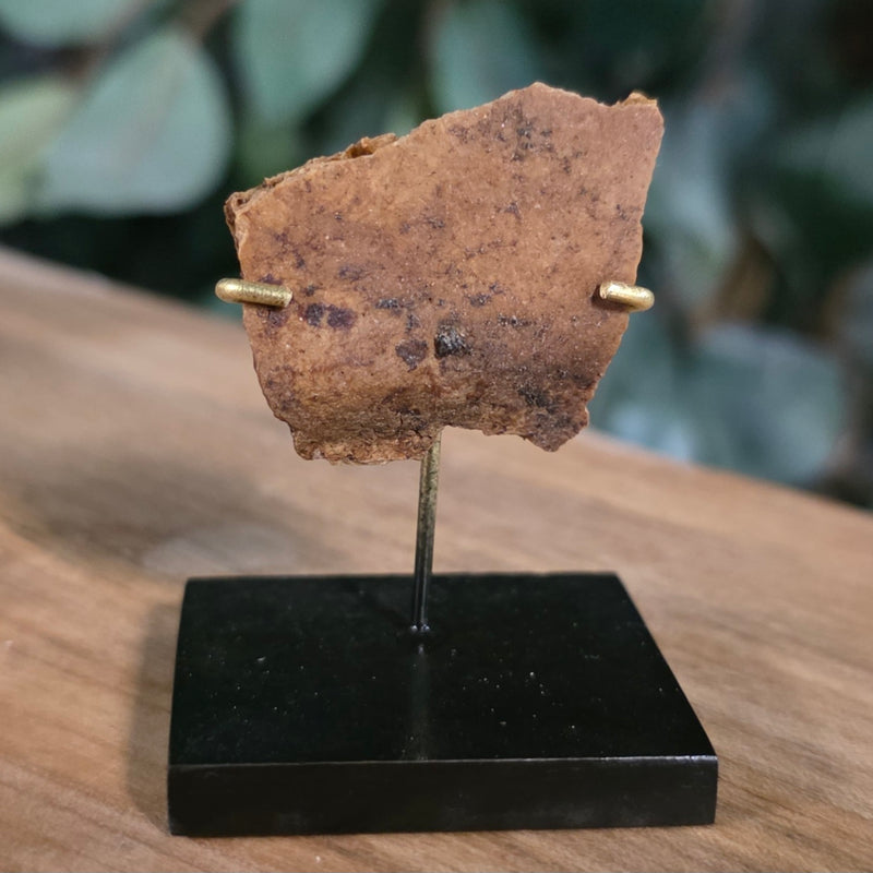 Ancient Egyptian Mummy Skull Segment G