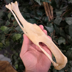 Canadian Lynx Leg Bones (Broken & Healed)