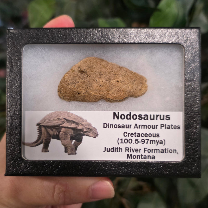 Nodosaurus Armour Plate (Osteoderm)