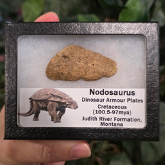 Nodosaurus Armour Plate (Osteoderm)