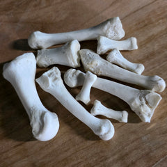 Human Foot and Hand Bones