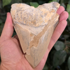 Megalodon Tooth, Carribean B (5.25