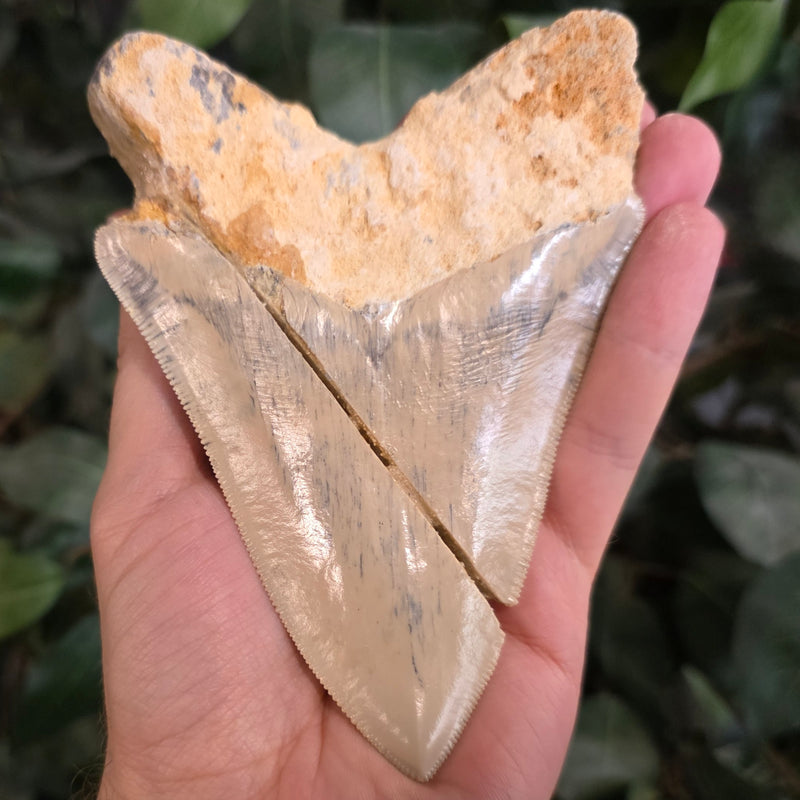Megalodon Tooth, Carribean B (5.25")