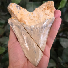 Megalodon Tooth, Carribean B (5.25