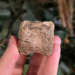 Hadrosaur Dinosaur Tail Vertebrae D