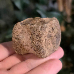 Hadrosaur Dinosaur Tail Vertebrae D