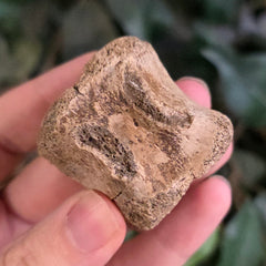 Hadrosaur Dinosaur Tail Vertebrae D