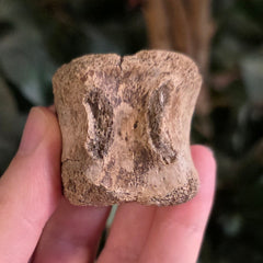 Hadrosaur Dinosaur Tail Vertebrae D