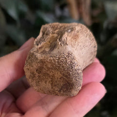 Hadrosaur Dinosaur Tail Vertebrae D