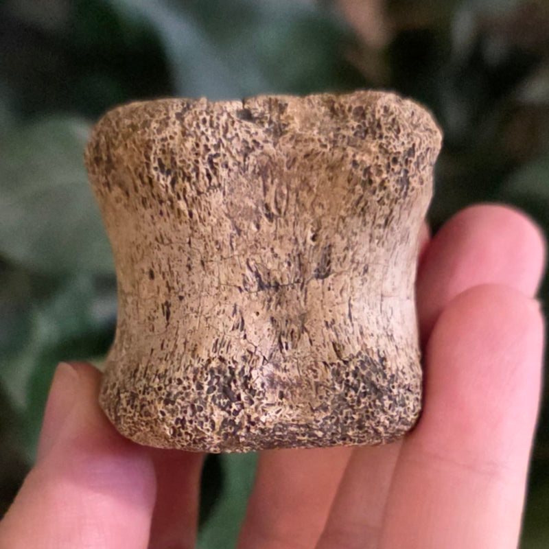 Hadrosaur Dinosaur Tail Vertebrae D