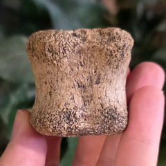 Hadrosaur Dinosaur Tail Vertebrae D