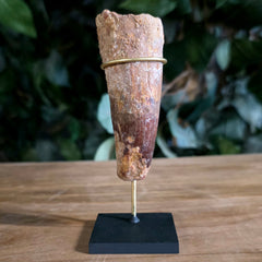 Spinosaurus Dinosaur Tooth XL, C (3