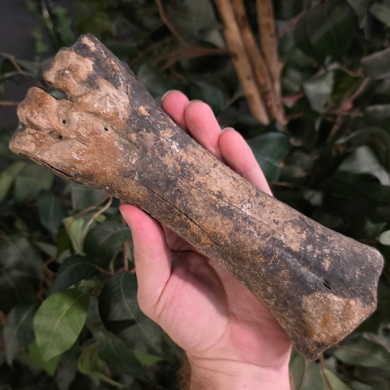 Bison Fossil Leg Bone F