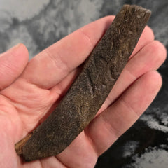 Fossil Whale Rib Bone A, Megalodon Eaten