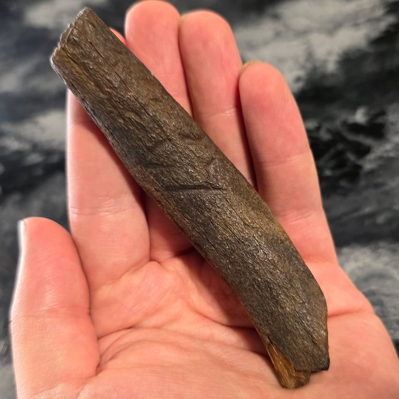 Fossil Whale Rib Bone A, Megalodon Eaten