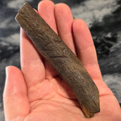 Fossil Whale Rib Bone A, Megalodon Eaten