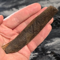 Fossil Whale Rib Bone A, Megalodon Eaten
