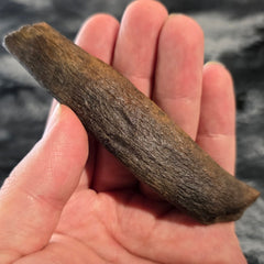 Fossil Whale Rib Bone A, Megalodon Eaten