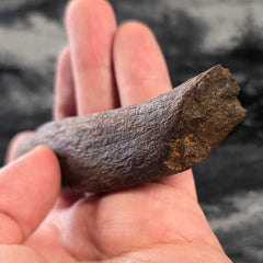 Fossil Whale Rib Bone A, Megalodon Eaten