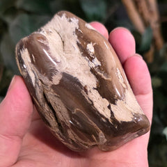 Petrified Wood, Polished (Ex-Museum)
