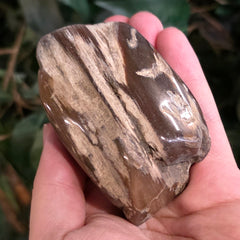 Petrified Wood, Polished (Ex-Museum)