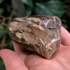 Petrified Wood, Polished (Ex-Museum)