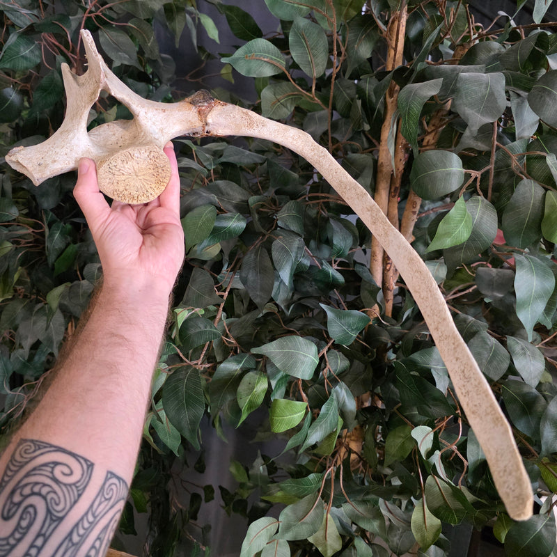 Beluga Whale Rib & Vertebrae (Ontario Only)