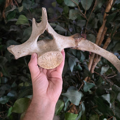 Beluga Whale Rib & Vertebrae (Ontario Only)
