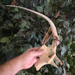 Beluga Whale Rib & Vertebrae (Ontario Only)