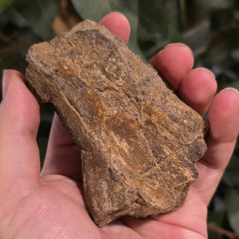 Dinosaur Bone Fragment F