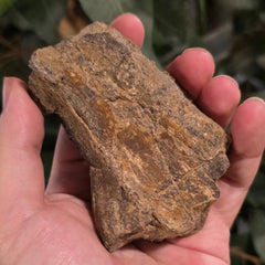 Dinosaur Bone Fragment F