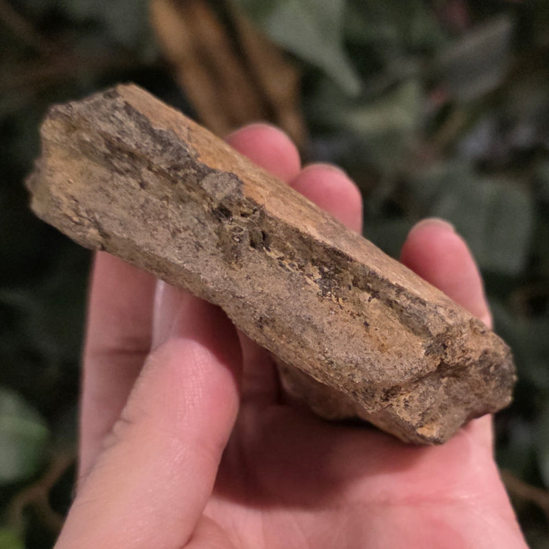 Dinosaur Bone Fragment F
