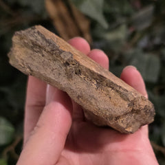 Dinosaur Bone Fragment F
