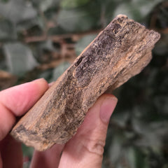 Dinosaur Bone Fragment F
