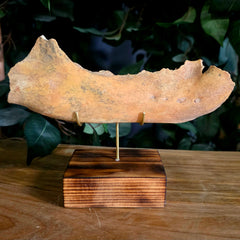 Cave Bear Jaw C (On Stand)