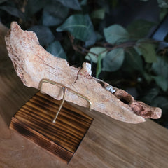 Cave Bear Jaw D (On Stand)