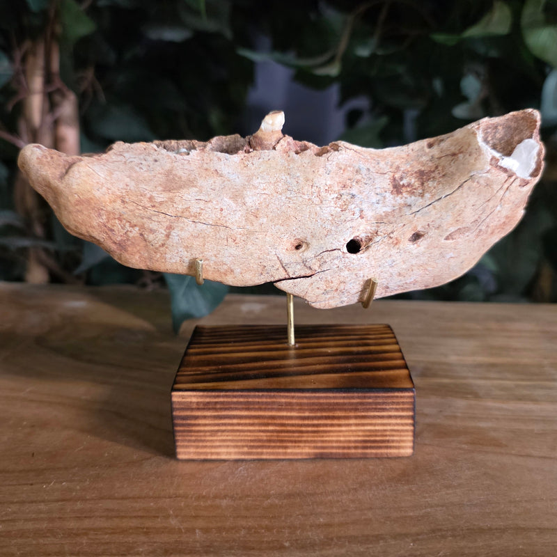 Cave Bear Jaw D (On Stand)